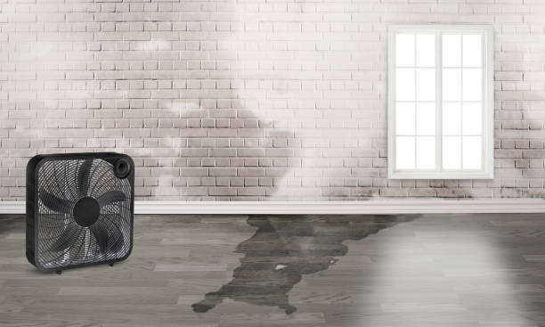 Best Water damage restoration insurance claims  in Brooklet, GA
